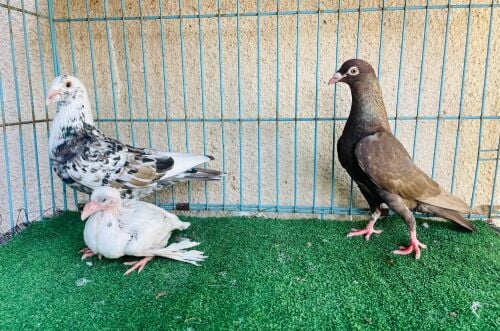 zajal breeding pair