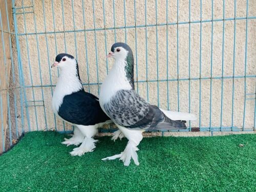 Lahore super jumpo confirm breeding