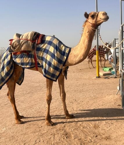 البيع قليصه طبيعي
