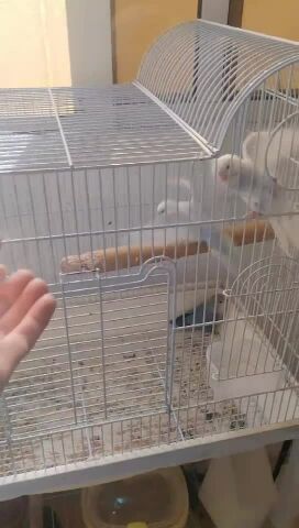 فروخ بادجي وطيور الحب