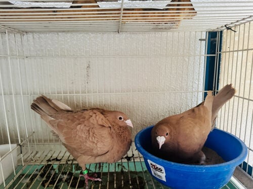yellow Zajal pair for sale