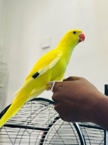 فروخ دره اصفر 