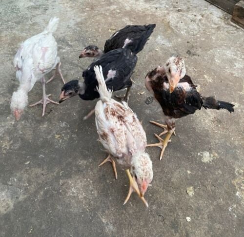 فروج دجاج فايتر العدد ٧