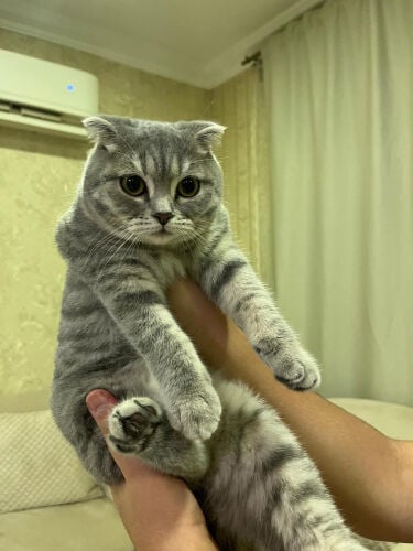 أنثى سكوتش فولد