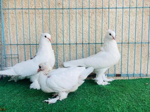 Irani breeding pair