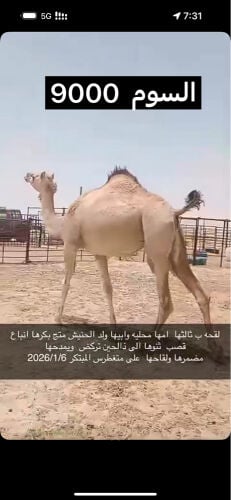 لقحه على المتغطرس 