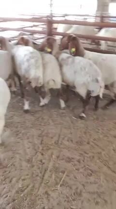 شوهات سورية وفحلها