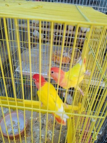 love bird