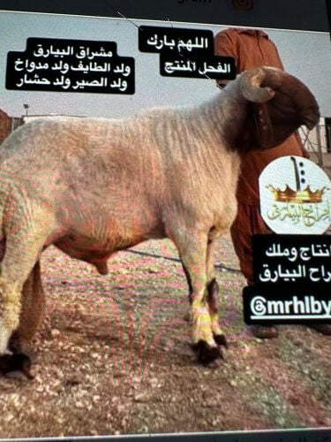 خروف معرف تعريف قوي