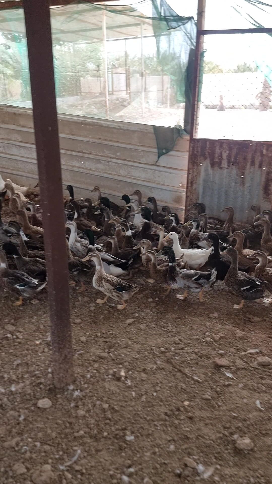 بط بنى