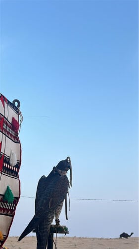 طياره ام ست 