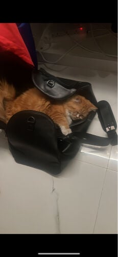 Cat for adoption