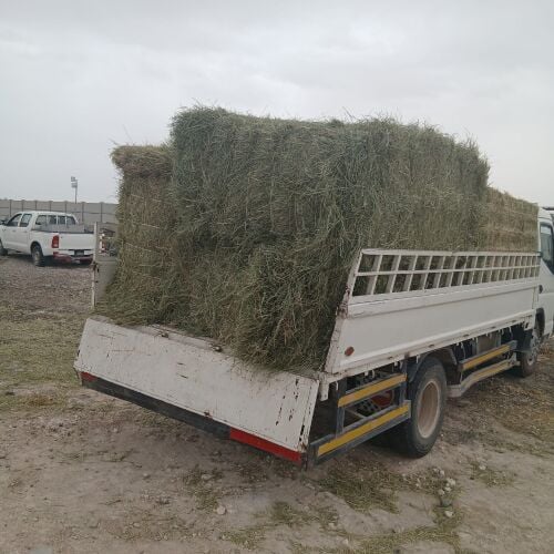 للبيع رودس سوداني درجه اولى نعيم