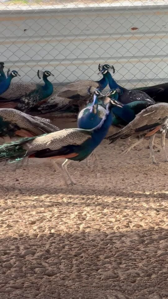 للبيع طاووس ذكور 