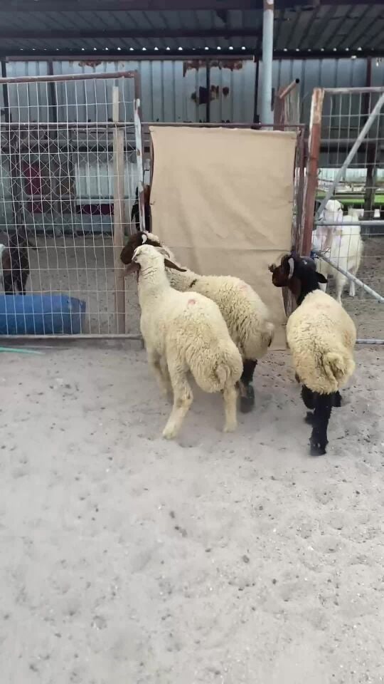 هرافى بلديه سمان فل