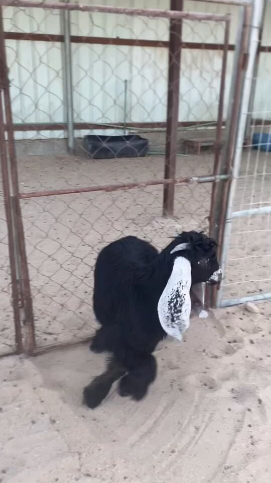 تيس عارضي فل