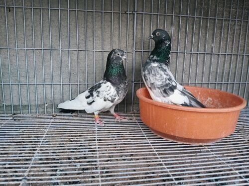 taddy breeding pair