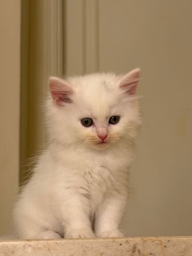 Shirazi Male Cat