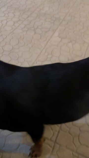 Rottweiler 