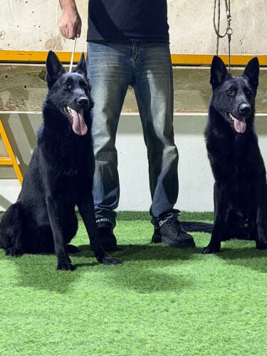 German Shepherd Pair 