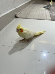 سالم عمر كده 