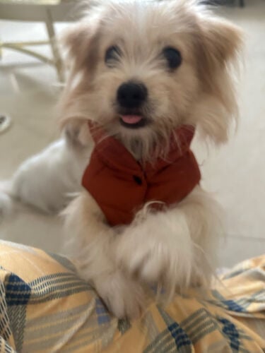 teddy maltese