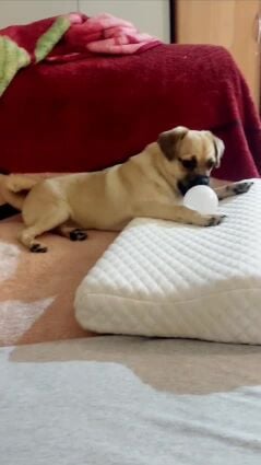 pug puppy female