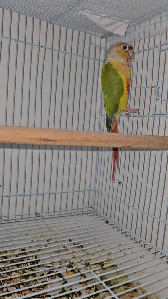 Conure for sale
