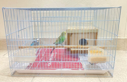 budgies pair withcage = Qr120