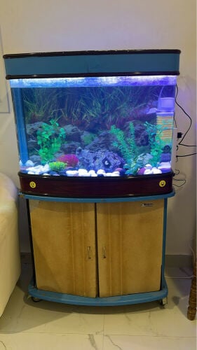 aquarium all set with fish