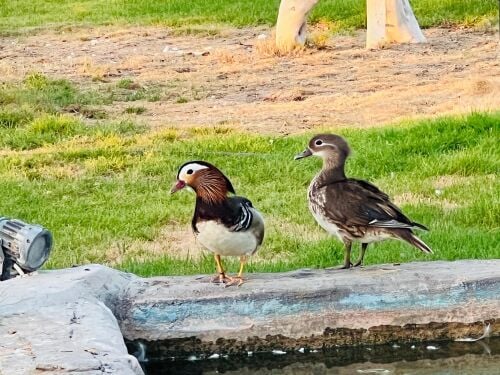 duck Mandarin