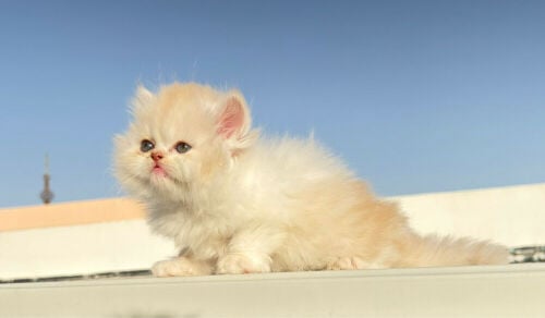 persan kitten long hair 