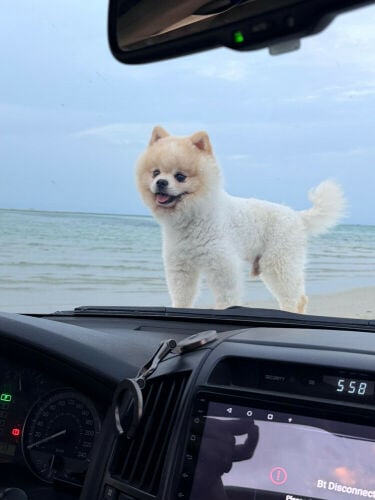 ‏Pomeranian teddy face