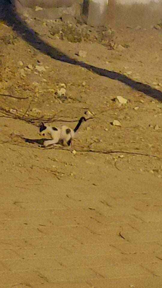 قطة صغيرة