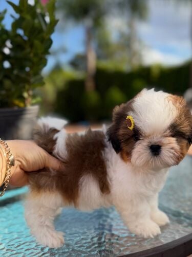 Shih Tzu Puppies available now