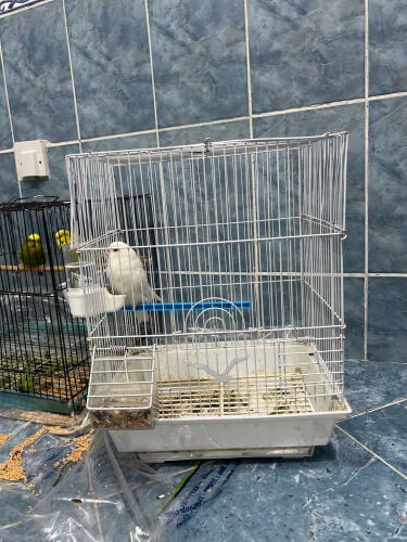 1couckatoo & 2 boudgie
