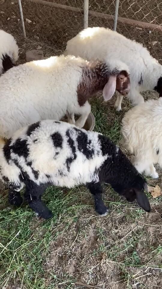 هرافي سوري للبيع