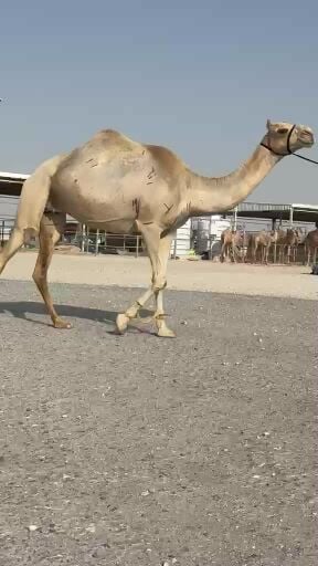 مهجنه