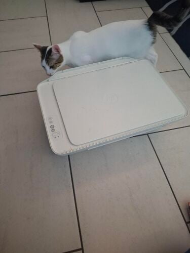 HP printer