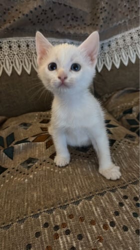 Khomani kitten for sale 