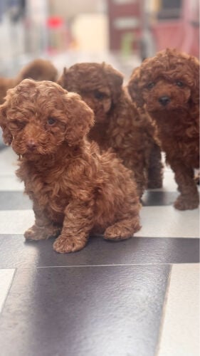 toy poodle apricot color 