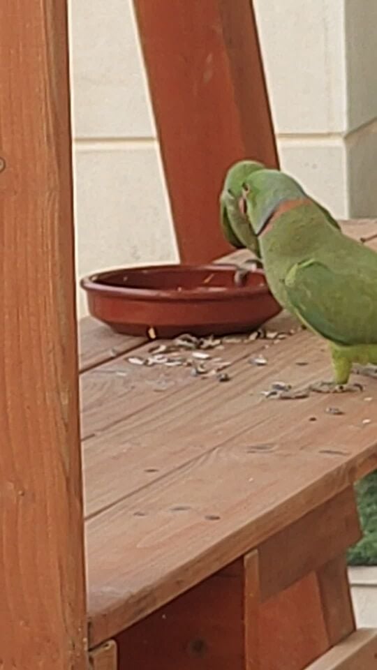 Indian Ringneck Parakeet (male and