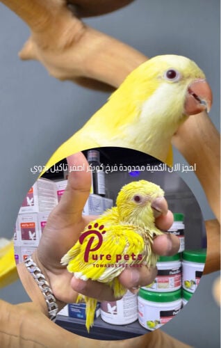 quaker