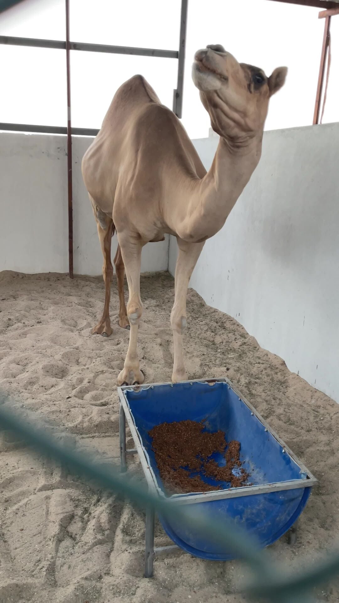 جذعه لقحه من مختار الخيارين 