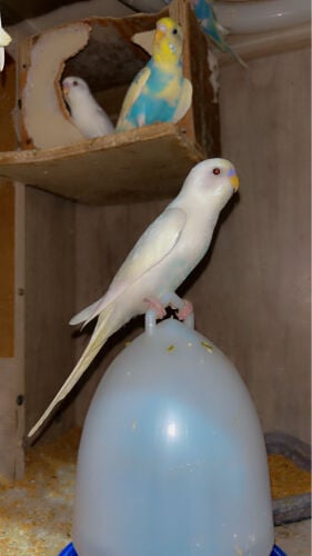 ibrahim 