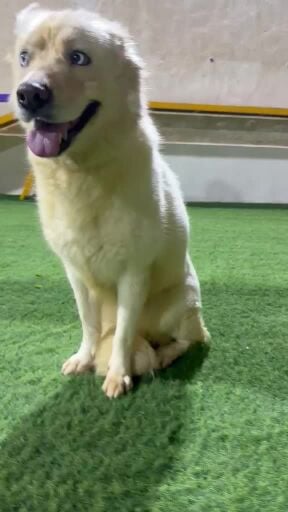 Husky female