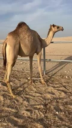 البيع