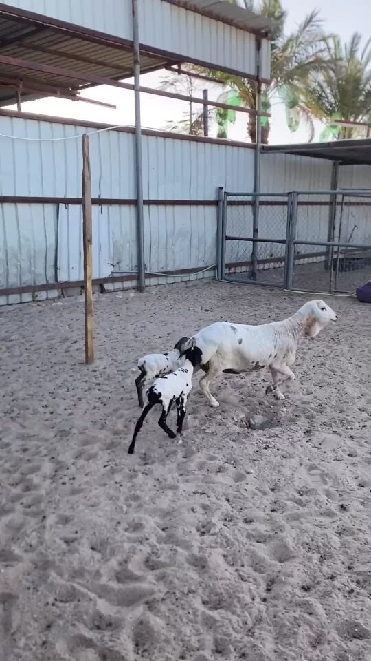 بربر متاومه 