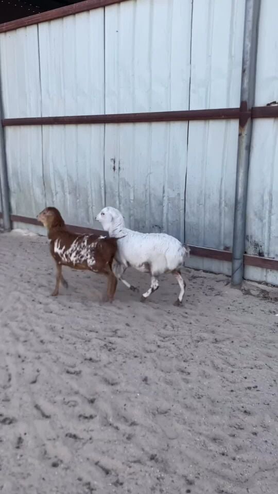 رخال بربر طيبه 