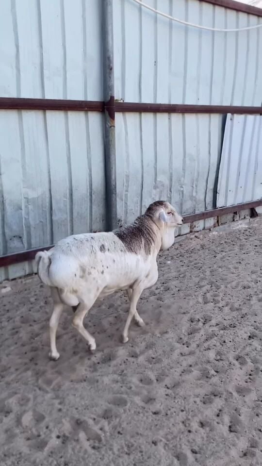 فحل بربري رباع منتج 